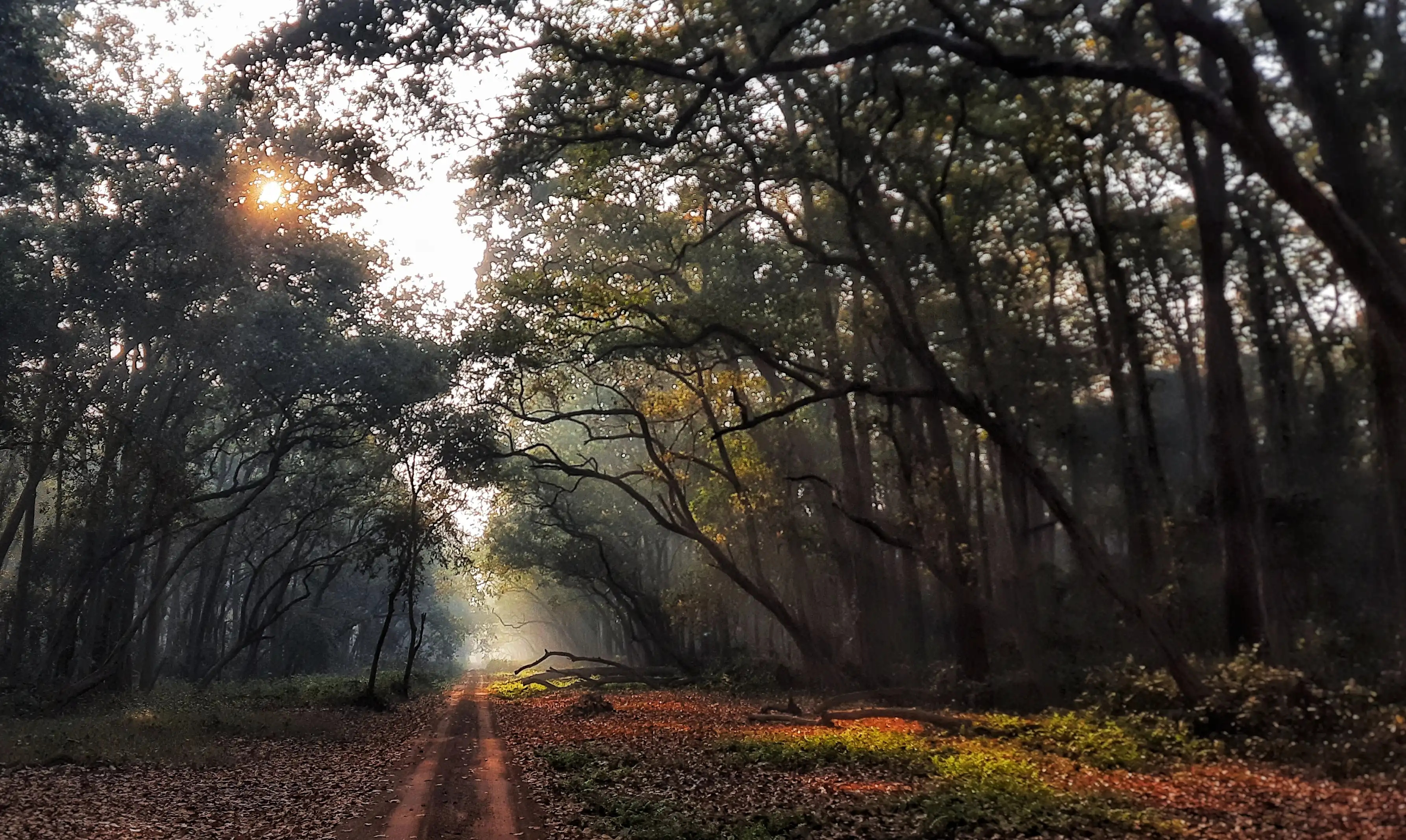Bright foliage and dappled light